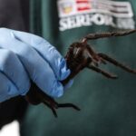 Man Caught Smuggling Hundreds of Tarantulas at Peru Airport