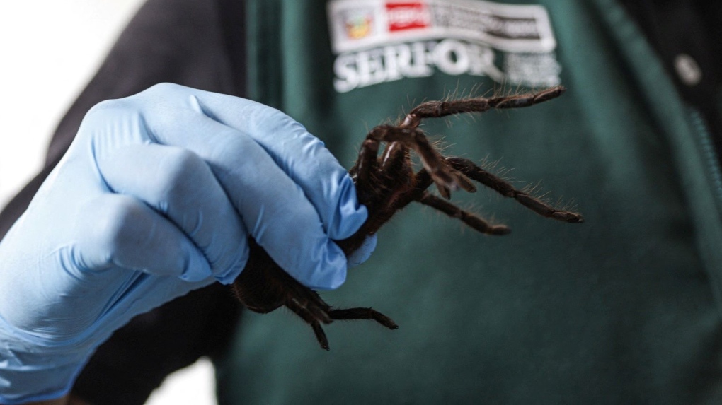 Man Caught Smuggling Hundreds of Tarantulas at Peru Airport