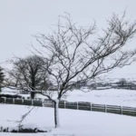 Storm Bert Brings Travel Disruption and Weather Warnings to Northern Ireland