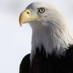 Biden Signs Law Making Bald Eagle Official National Bird After 241 Years