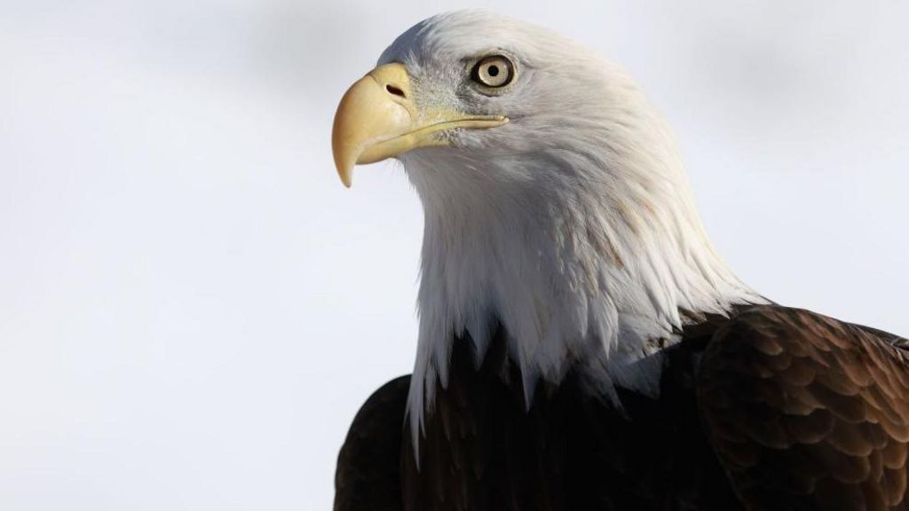 Biden Signs Law Making Bald Eagle Official National Bird After 241 Years