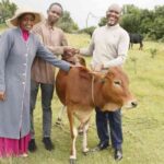 Father Gifts Son Sacred Cow After Scoring Stunning Exam Results