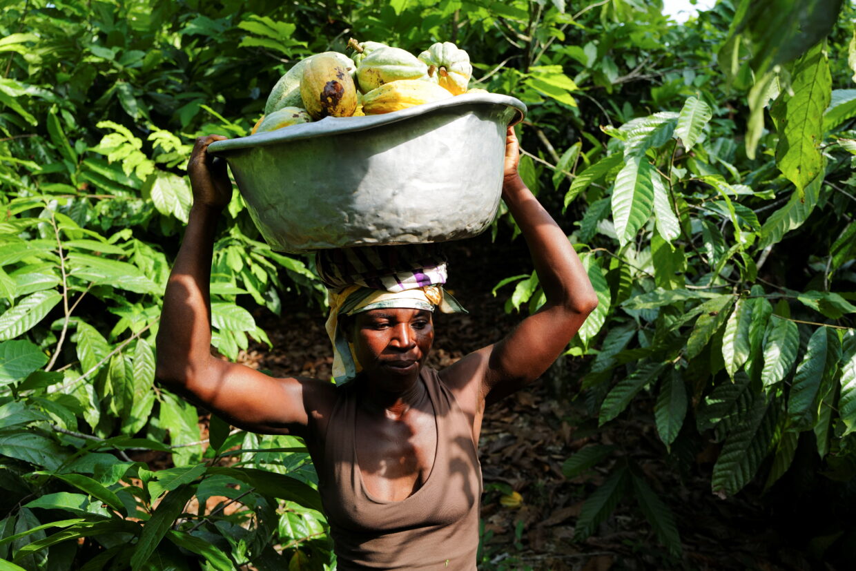 Climate Disasters Trigger Food Price Explosions Worldwide From Rice to Coffee